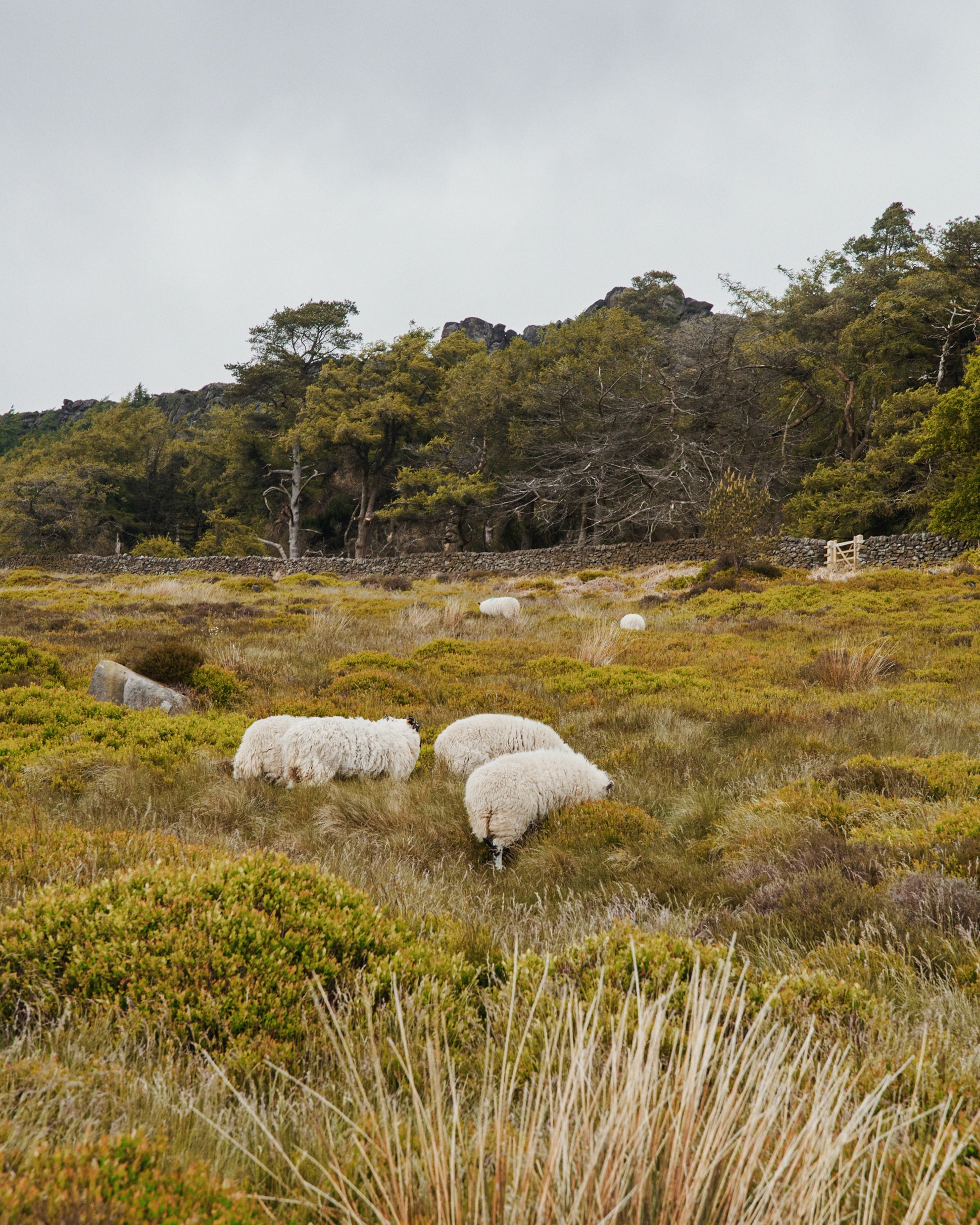 STUDIOAVENIR-WEILL-DA-10-min STUDIOAVENIR-WEILL-DA-10-min